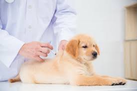 Anti-rabies vaccination of pet and stray dogs will be done by October 8